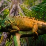 Reptil auf einem Ast