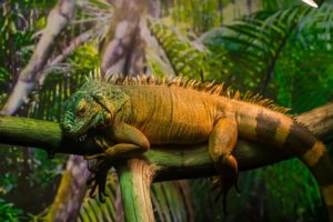 Reptil auf einem Ast