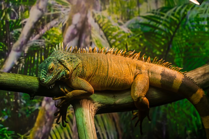 Reptil auf einem Ast