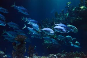 Ein Aquarium in dem mehrere Fische im Schwarm schwimmen