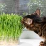 gesunder Salat in Maßen für Katzen