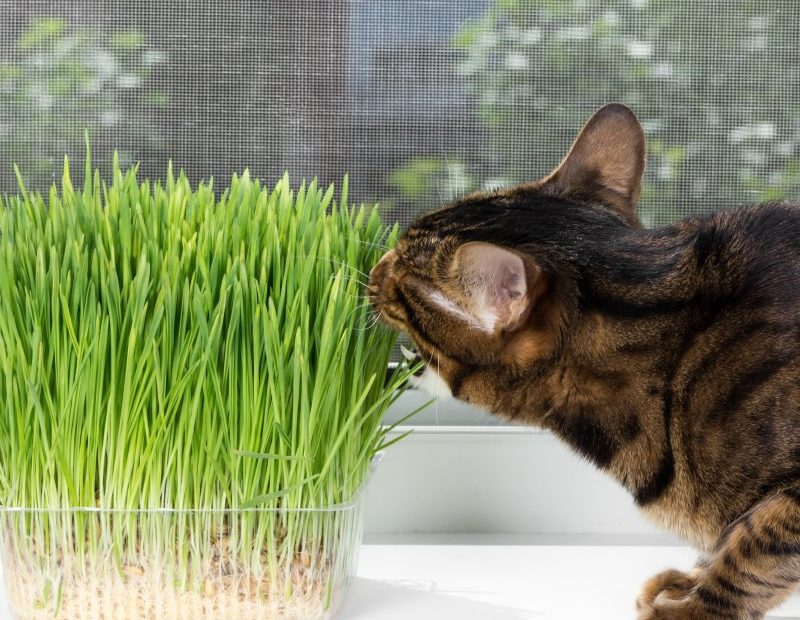 gesunder Salat in Maßen für Katzen