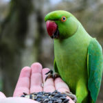 Vogelfutter Snack