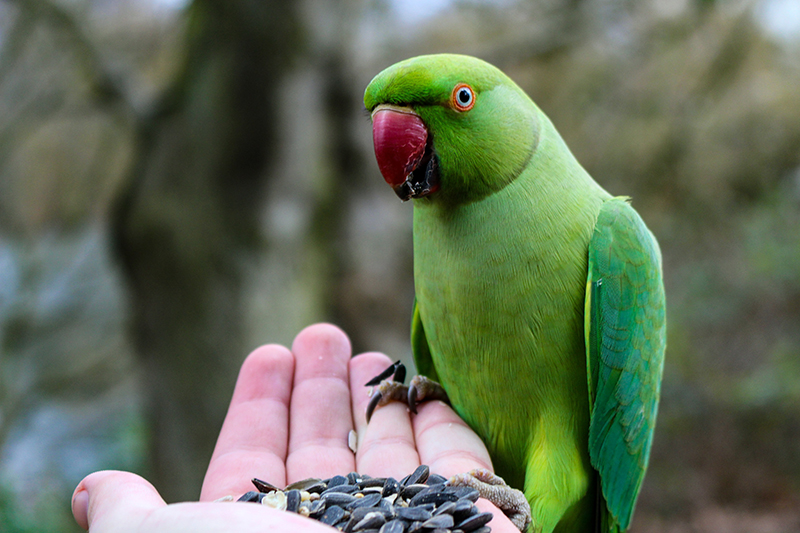 Vogelfutter Snack