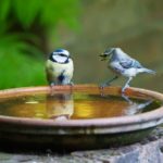 zwei Blaumeisen an einer Vogeltränke