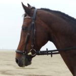 Pferd mit einer hannoveranischen Trense