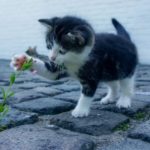 Kitten entdeckt die Welt
