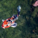 Koifisch im Teich