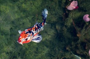 Koifisch im Teich