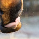 Leckstein: Pferd leckt