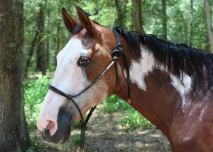 Westernpferd mit Knotenhalfter