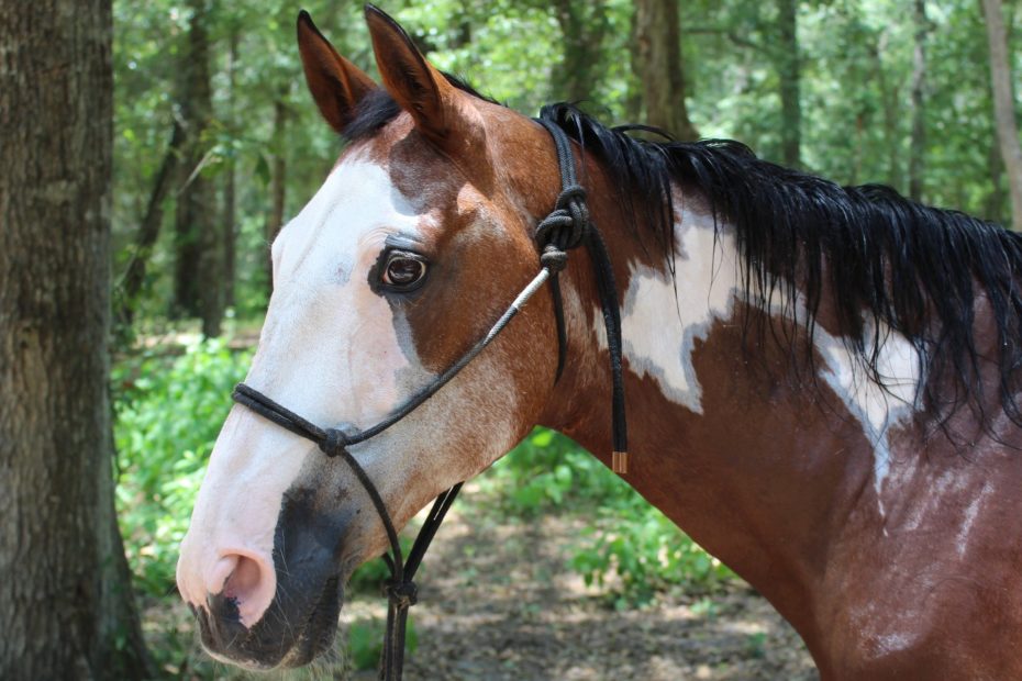 Westernpferd mit Knotenhalfter
