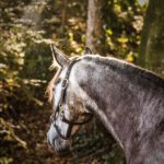 Lederhalfter in schwarz