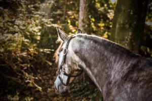 Lederhalfter in schwarz