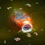 Teichfischfutter für die Fütterung der Teichfische