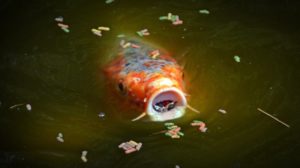 Teichfischfutter für die Fütterung der Teichfische